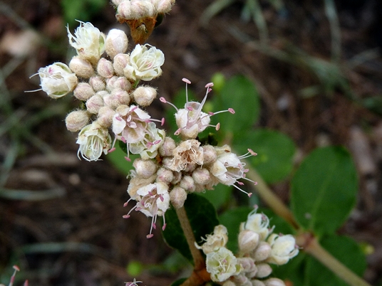 {Eriogonum tomentosum}